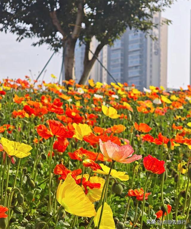 成都最美的虞美人花开了，美丽又壮观，给人震撼的视觉冲击力！