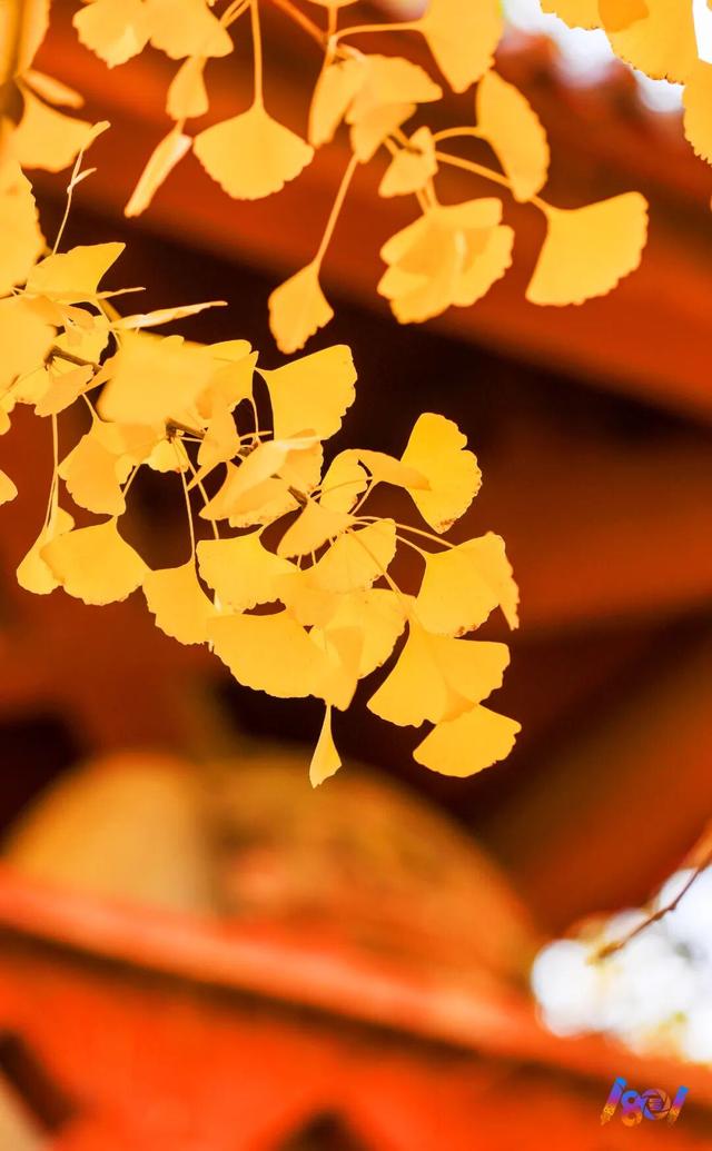 顶流“约会”，主角2500岁 ！潍坊安丘城顶山！