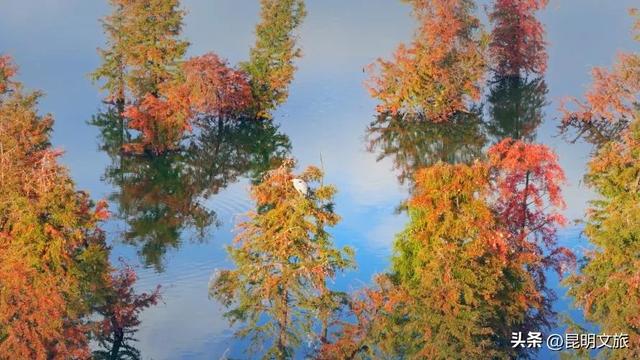 “红”爆！是谁还没有Get昆明的冬天？你知道12月的滇池有多绝？周末冲~