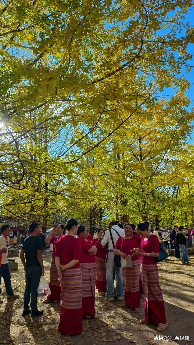 金色童话！腾冲千年银杏村，巷陌皆染秋光醉