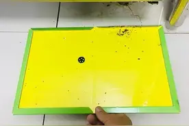 粘鼠板上没有药，粘上的老鼠为什么用不了多久就会死？图片