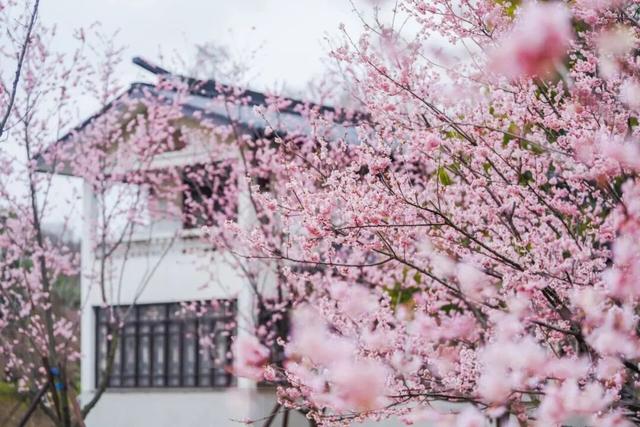 鼋头渚如何丝滑入园赏樱？攻略来了！