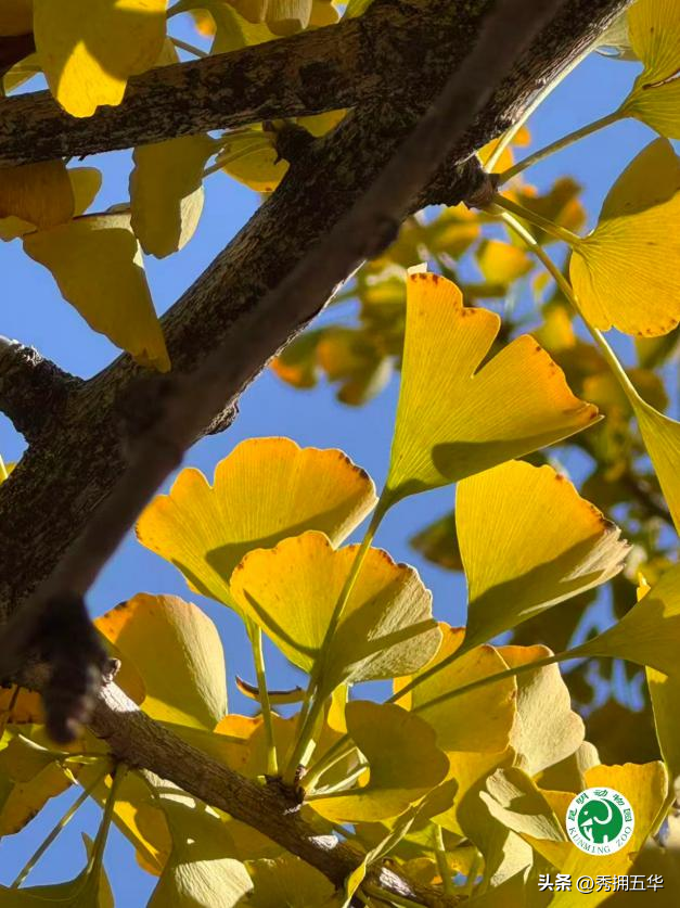 冬日美景在五华｜圆通山老银杏，藏着昆明人的共同记忆