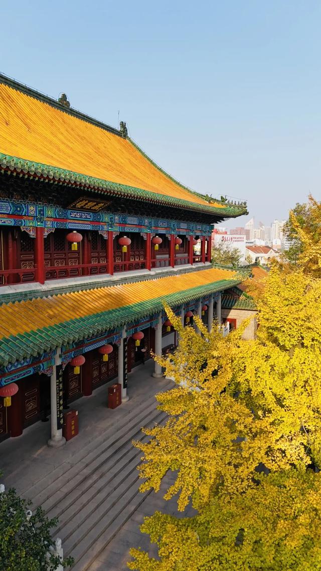 山东：时至初冬，银杏正当时