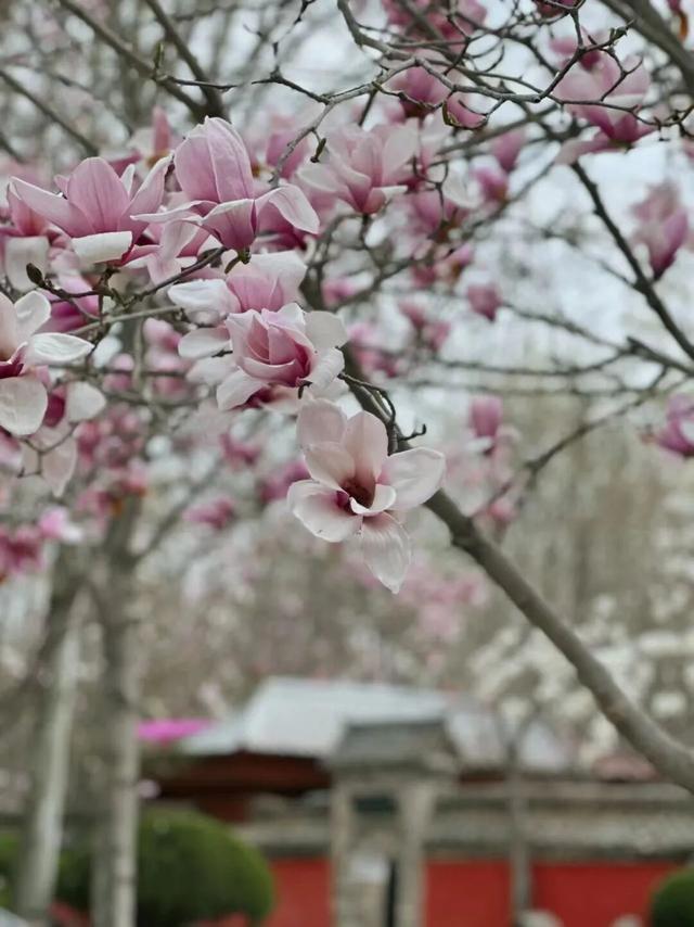 玉兰赏花地图来啦→转发保存！