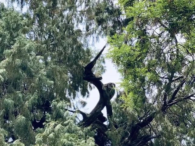 仓颉庙：千年古柏擎苍翠，一荫清凉沁汉魂