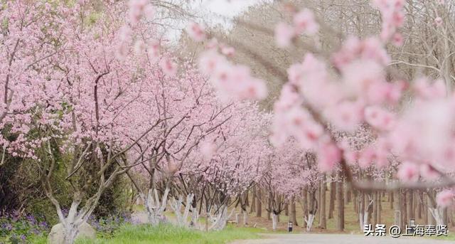 海湾镇“年味制造机”上线！20多天“超长待机”，春节就该这么玩！