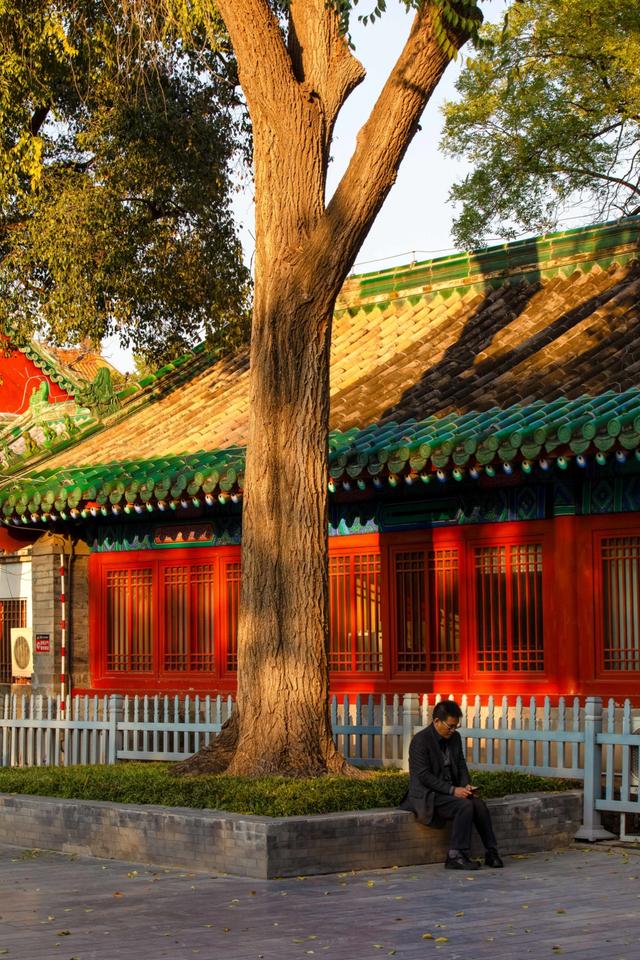 北京最爱的秋日清幽之地，曾经最高学府国子监，金黄的银杏美爆了