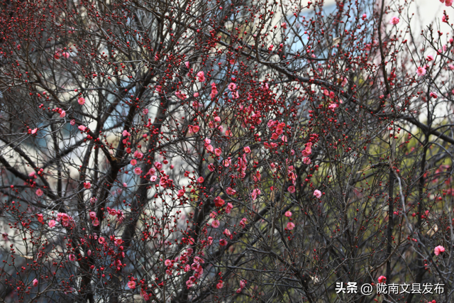 冬日“梅”景，真美！