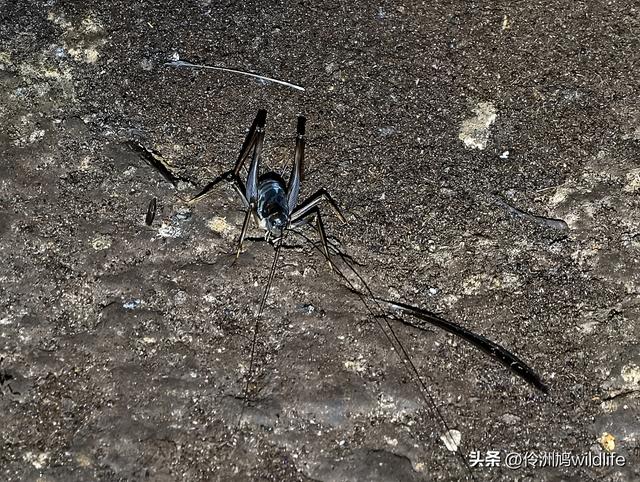 马来西亚(32)砂拉越州⑥世界遗产尼亚洞窟探险