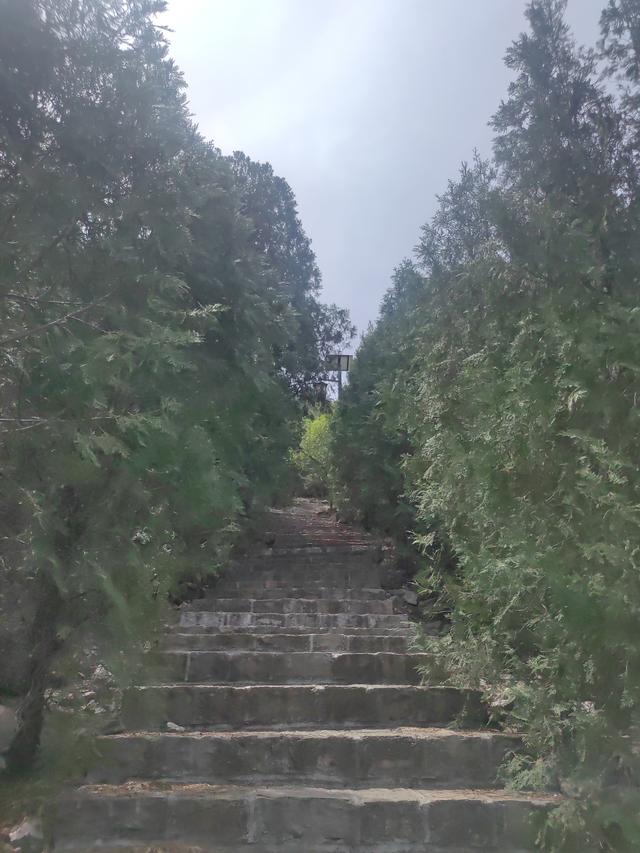 我的双城记 | 去爬山，听说山下有一棵前韩国总统栽下的树