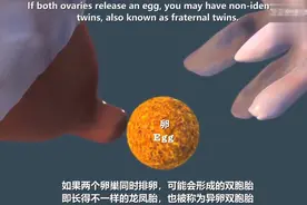 孕1~4周，一组图片告诉你胎宝是如何从无到有的，生命太神奇图片