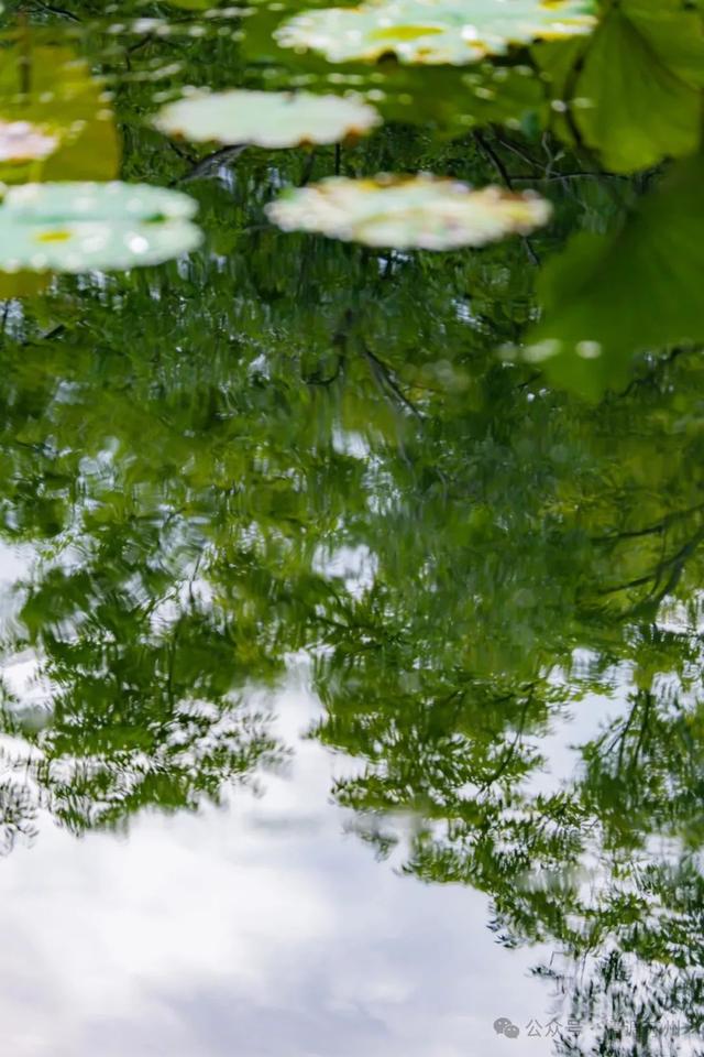 苏州拙政园的曲水里，藏着另一处天地
