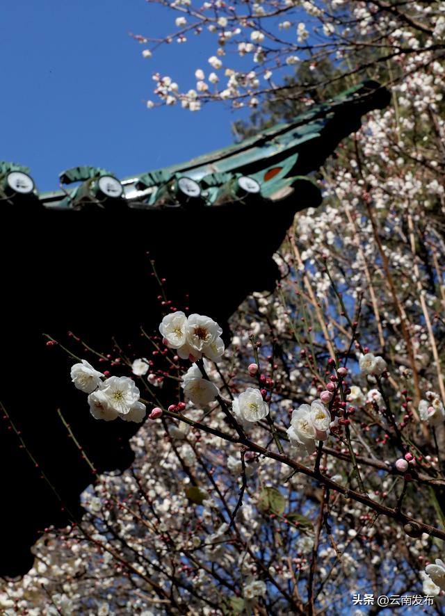 昆明大观公园梅花开了