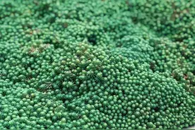 盘点十种适合花园铺面的地被植物图片