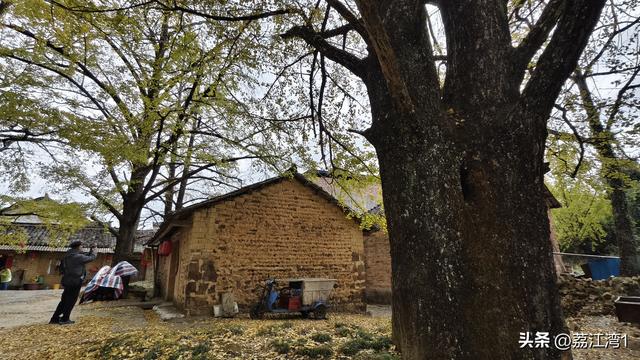 游长岗岭古村，观飘黄银杏