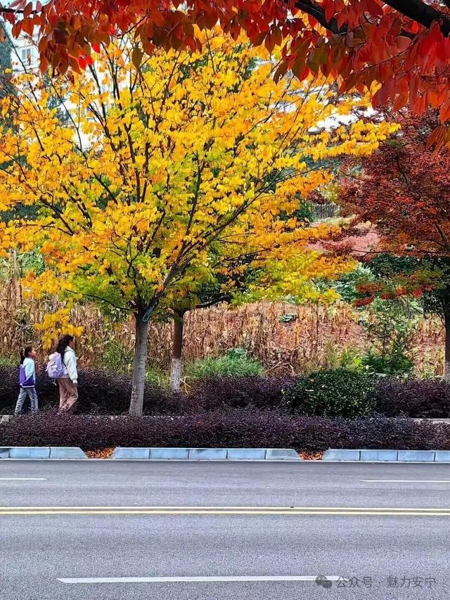 满树深红出浅黄，秋叶更胜二月花！去安宁邂逅秋天柔软的轮廓