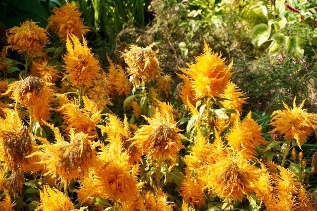 实拍！海淀“莫奈花园”已开启五彩斑斓“童话模式”