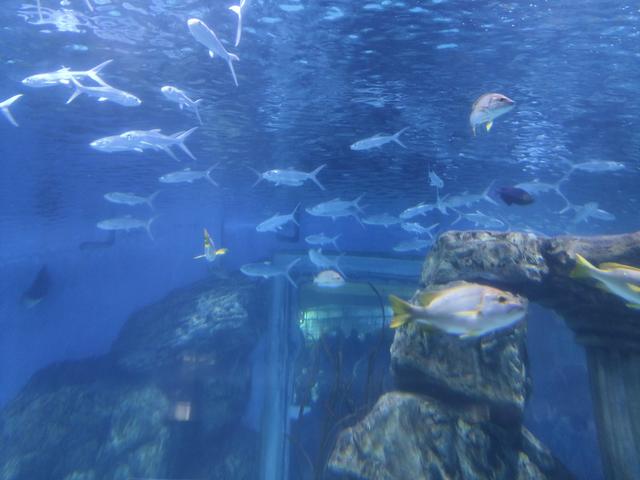 在兰州，极地海洋世界，看美人鱼🧜🏻‍♀️表演