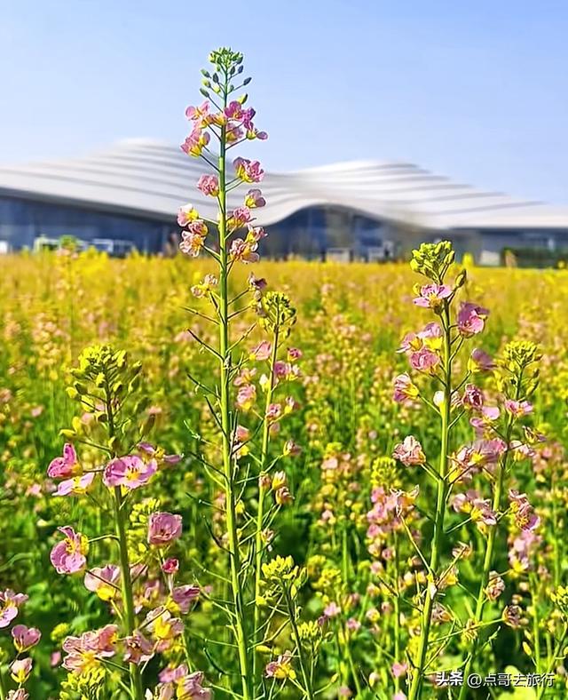 今天朋友圈的C位，成都限定的浪漫和震撼，错过了真的要等一年！