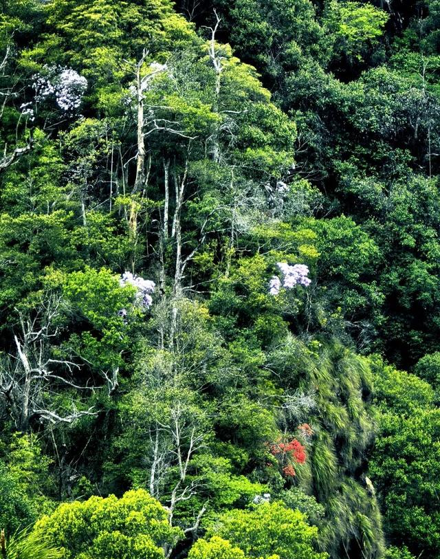 这不是神农架，是江西马头山国家自然保护区