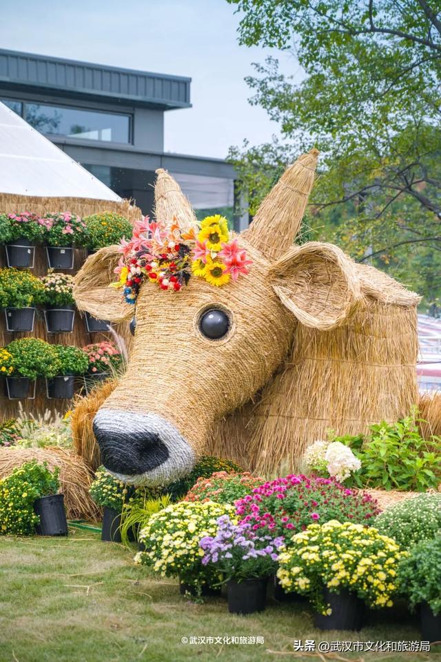 武汉今秋最大花展，限时一个月，免费！
