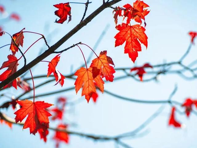 打卡限时浪漫，一键收藏隐珠街道最美秋色！