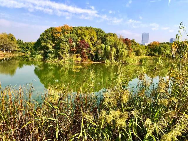 美篇：枫 叶 红 了