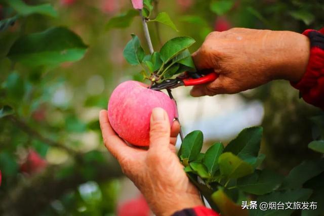 【乐享烟台】任贤齐爱吃的烟台苹果，采摘攻略来了！