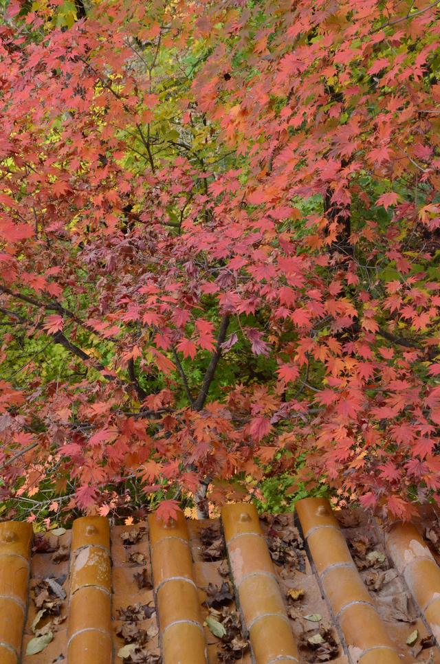 邂逅身边的绝美秋色