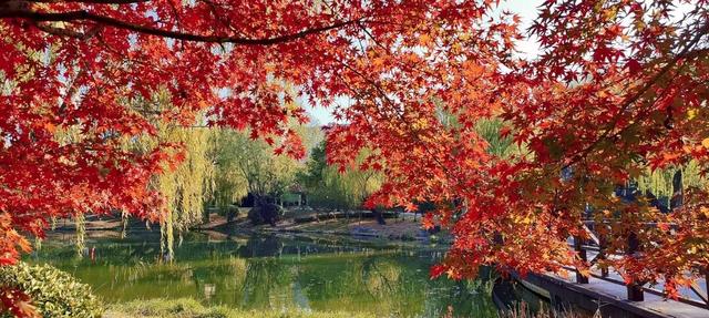 五彩斑斓！龙潭公园的初冬彩林，总有一抹色彩温暖你！