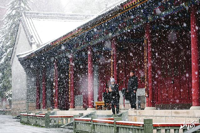 忻州：五台初雪压枝头 古建红墙染素光
