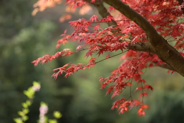 秋假来了，来龙卦山中寻诗意