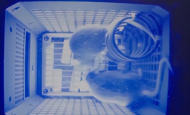 送动物上天不只为探路！小小"航天员"，帮人类找星际生存答案