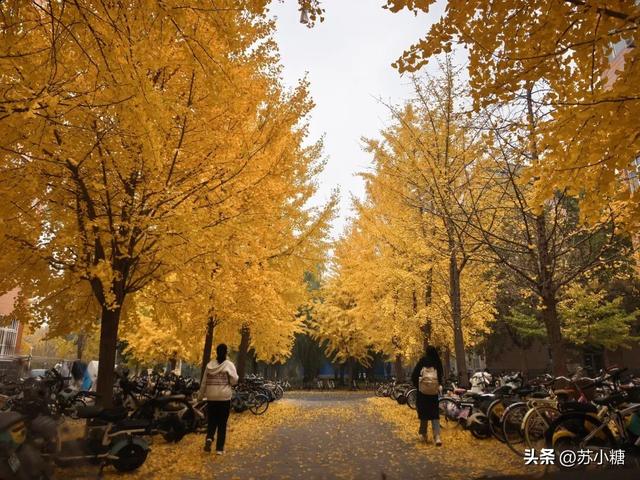 【石家庄】河北经贸大学银杏节预览，随手一拍都是壁纸