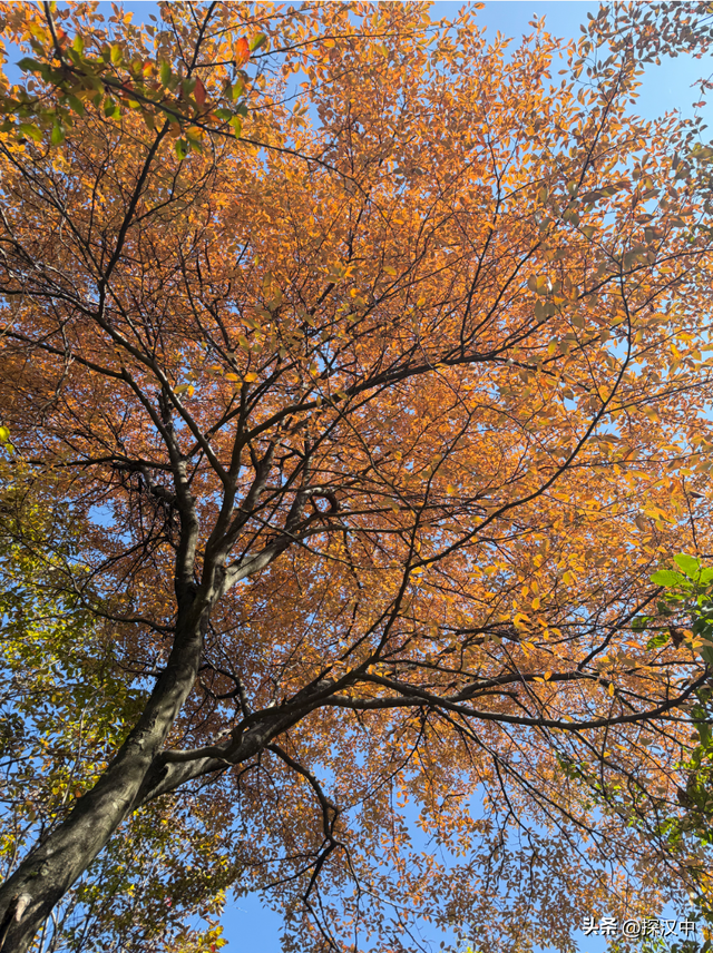 不等了！这个秋天，我就要去草川子~