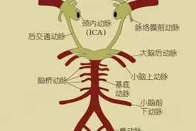 Willis环功能及变异图片