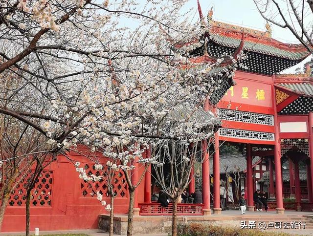 成都唐代园林梅花开了，被严重冷落，红墙青瓦，美到震撼！