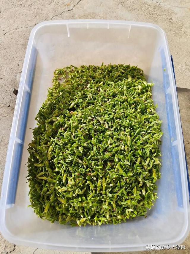 央视曝光！你以为没坏实际早已“细菌爆表”的5种食物，赶紧扔了