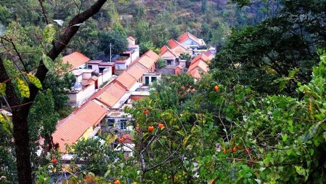 柿子熟了！淄博这些“柿”情画意，超出片！