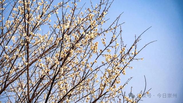 崇州的樱花，开啦！！!