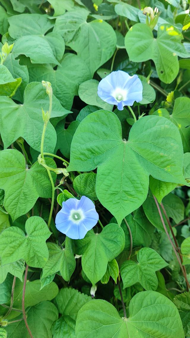 牵牛花的寓意与象征