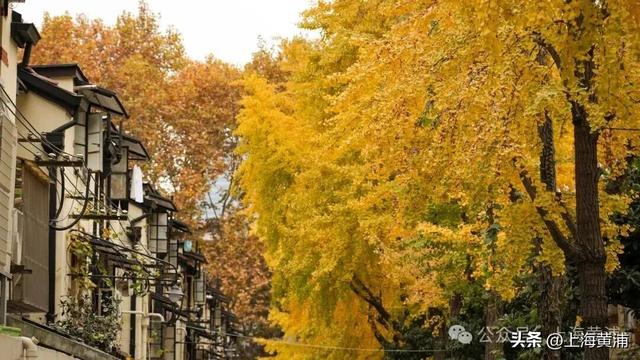 深秋限定！这条百年弄堂里尽是金色的浪漫！