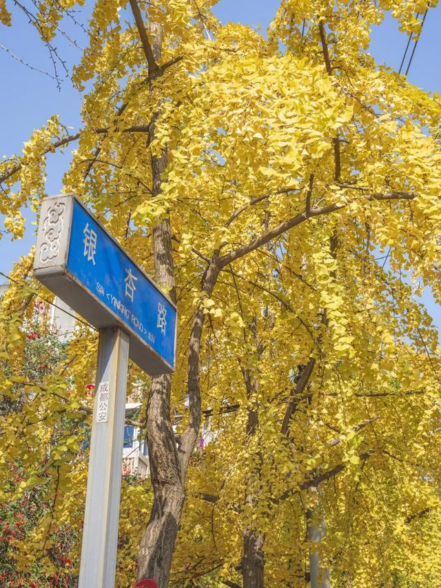 这个周末来银杏路,百张骑行卡免费送!