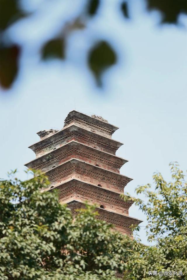 上一个晴天，为你“抢收”了5片金灿灿的桂花