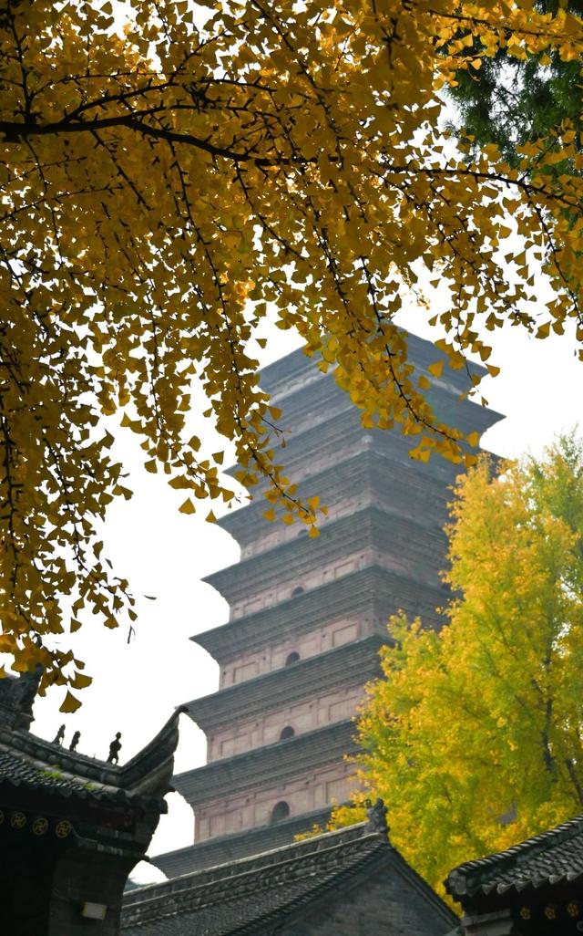 西安周末游丨这8个免费赏银杏叶好去处