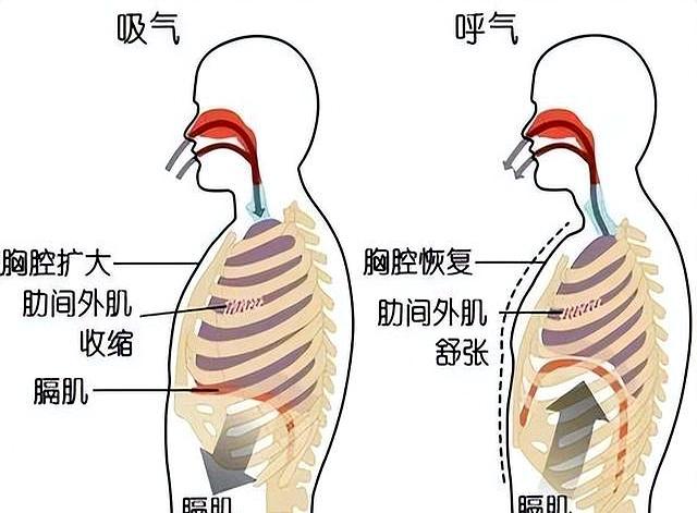 什么是八极的“一口丹田气”？如何练出“一口丹田气”？