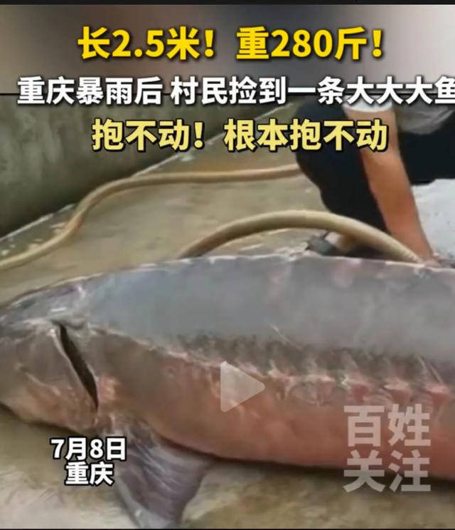 暴雨后村民捡到2.5米巨鱼，重280斤抱不动，网友：这鱼能卖几万？