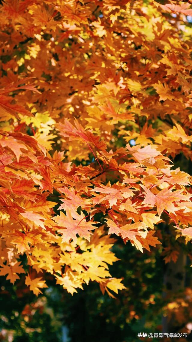 层林尽染，西海岸“枫”景如画！