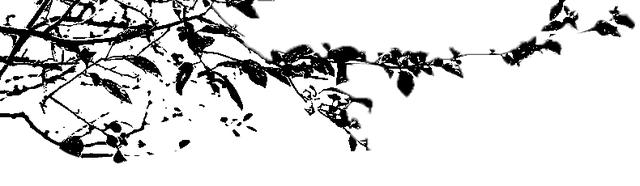从夏到秋，九华山花台这条“天路”竟藏着皖南最清凉的诗